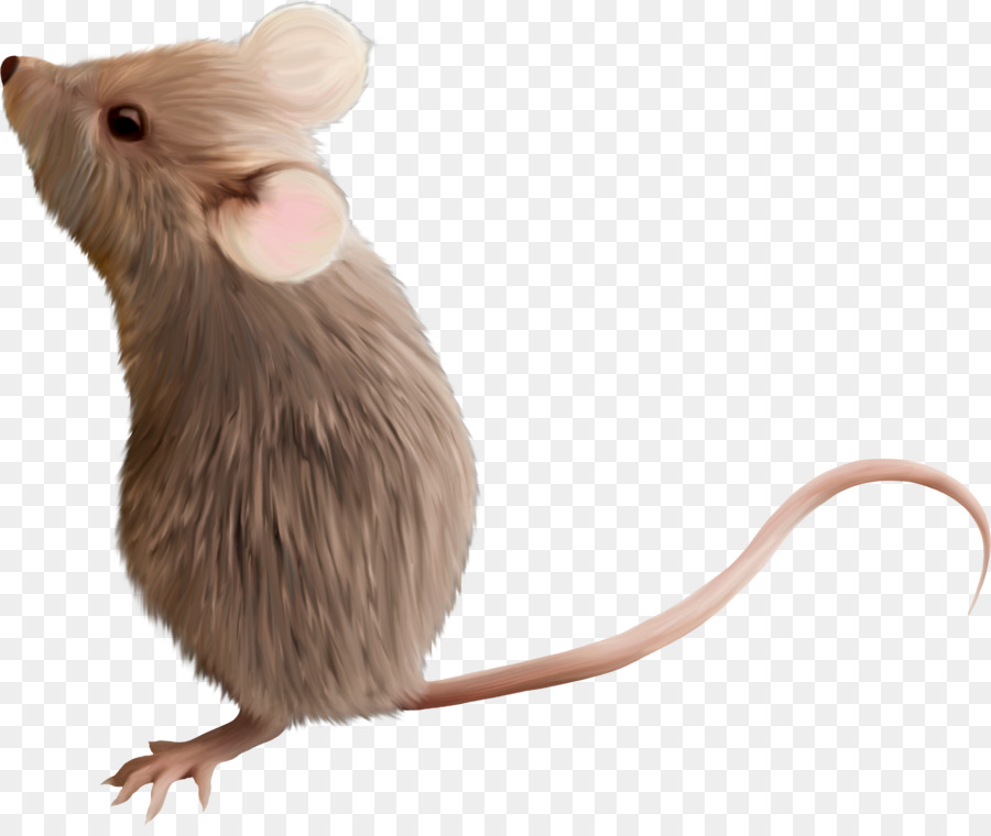 Ratón Gris，Roedor PNG