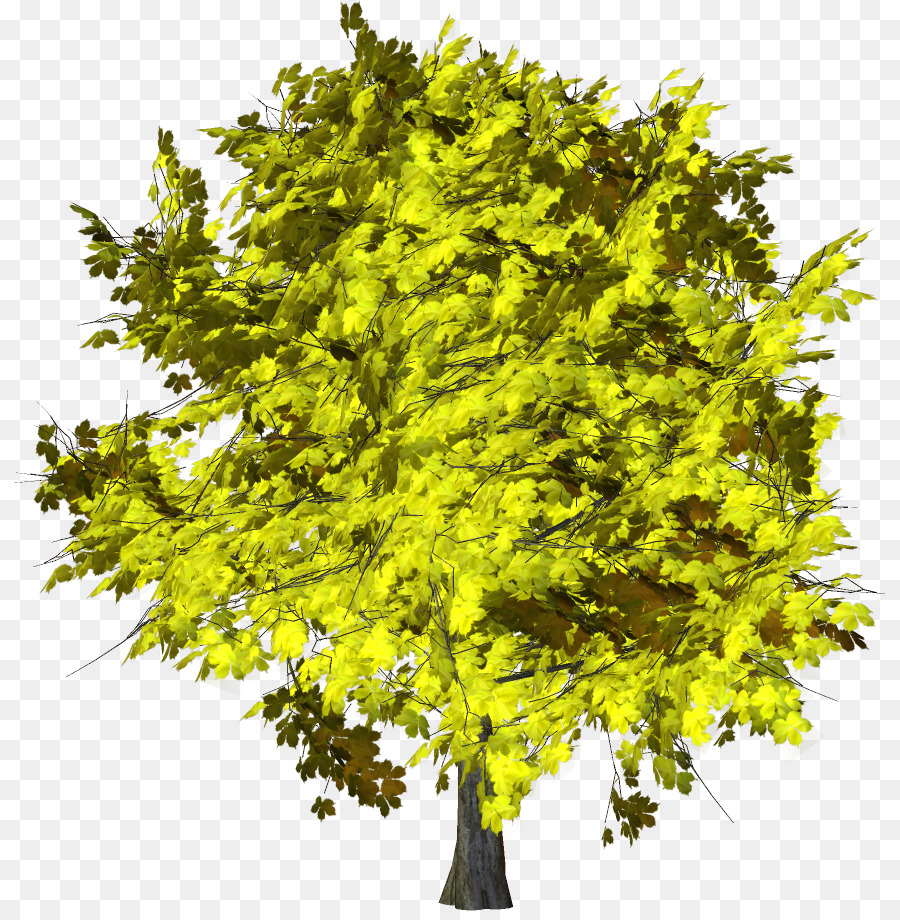 Rama，árbol PNG