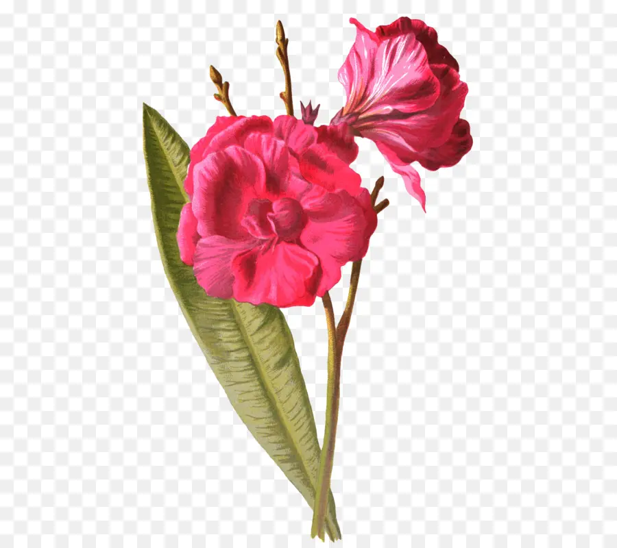 Las Rosas De Jardín，Flor PNG