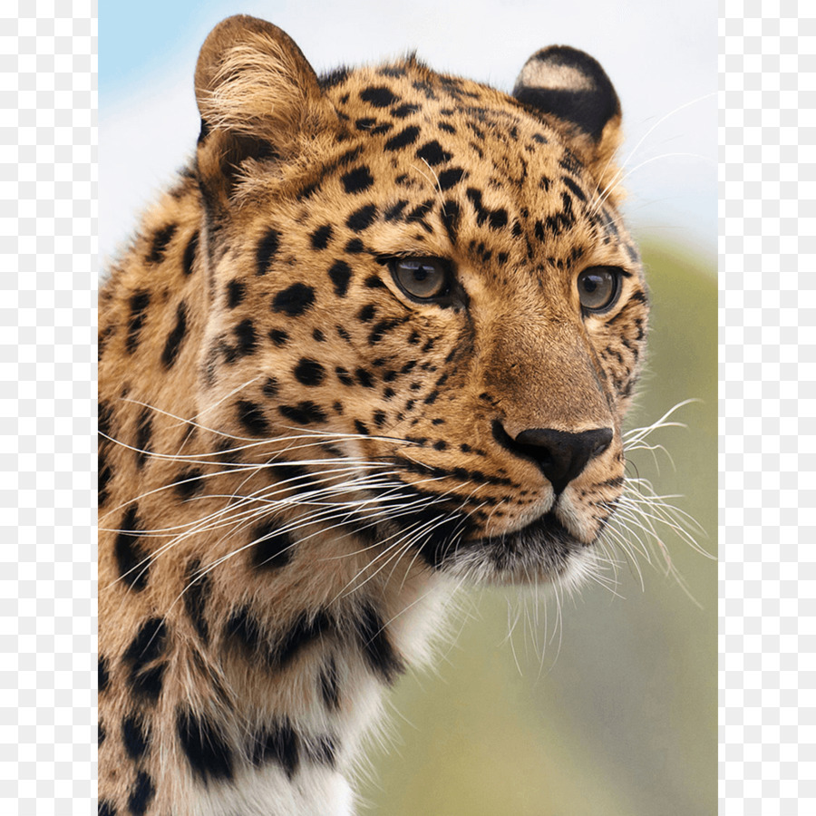 Cheetah，Leopard PNG