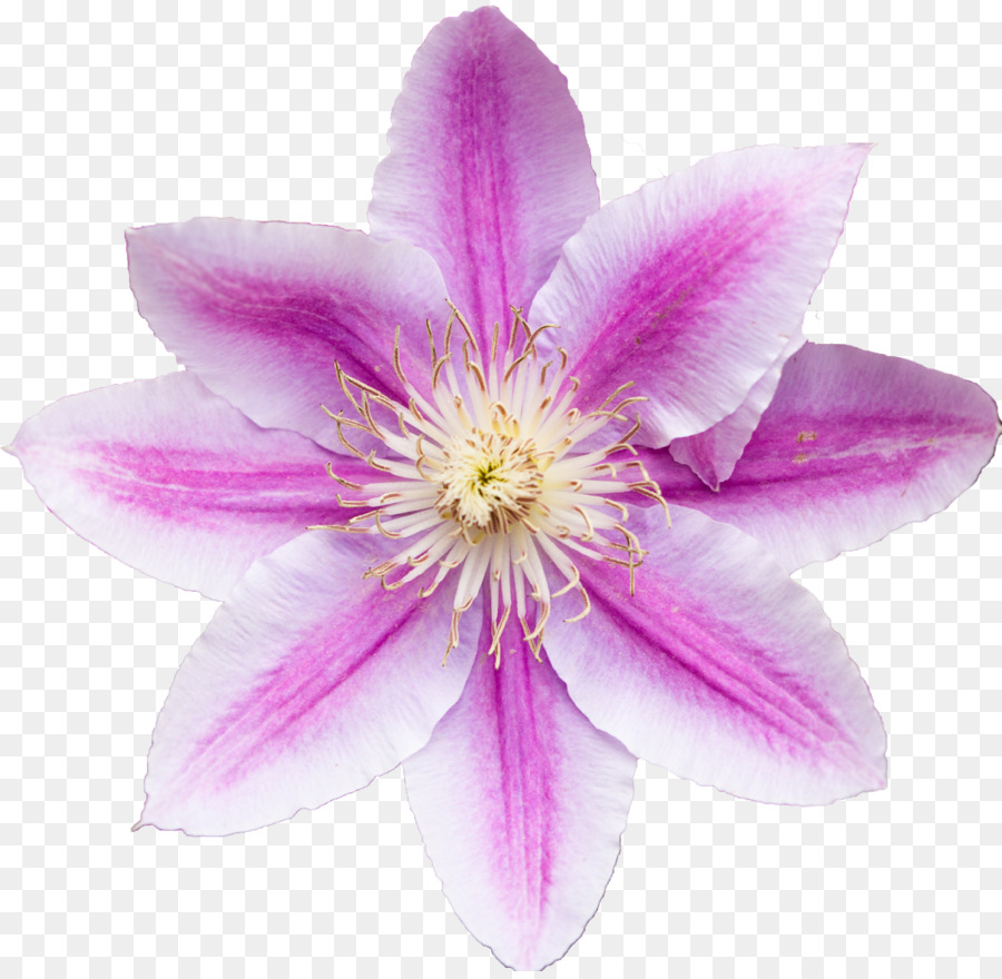 Flor Rosa，Florecer PNG