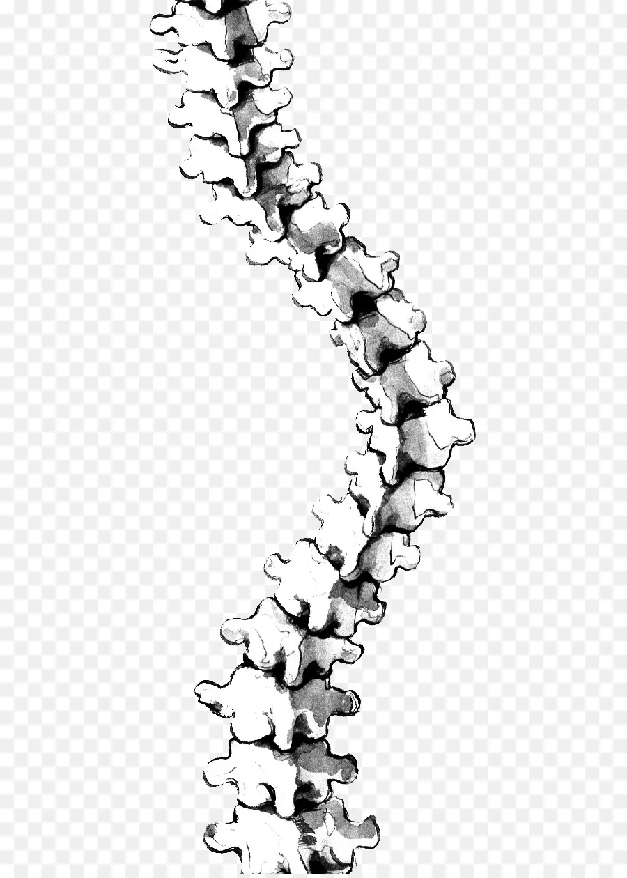 Columna Vertebral，Vértebras PNG