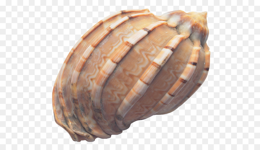 Concha，Océano PNG