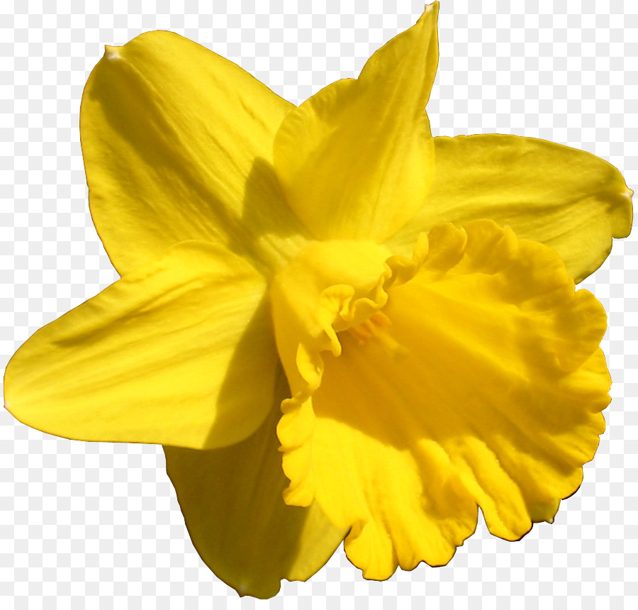 Narciso，Flor PNG