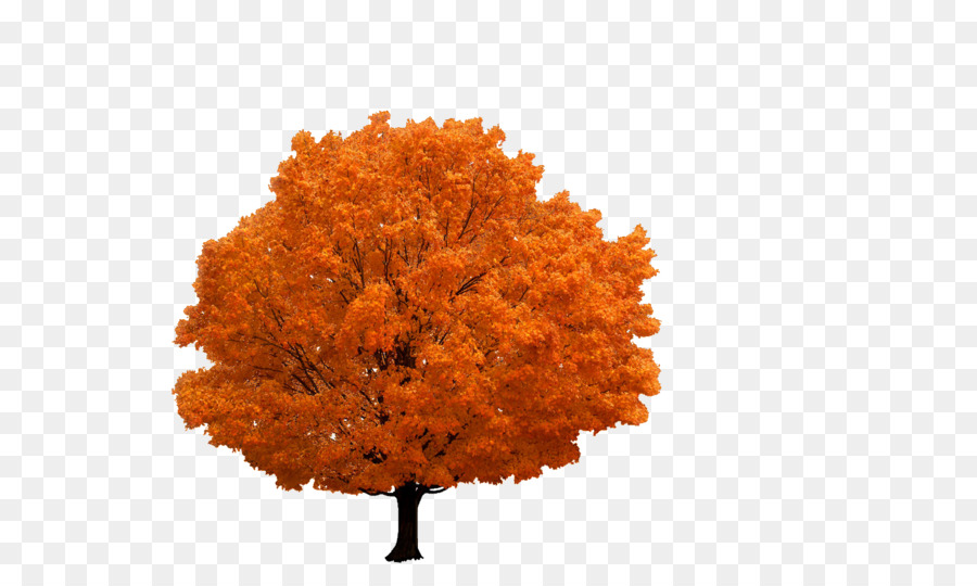 árbol，Rama PNG