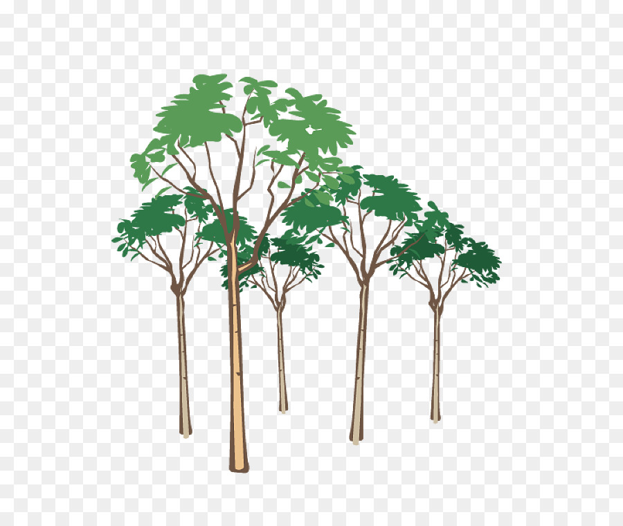 Árbol，Hojas PNG