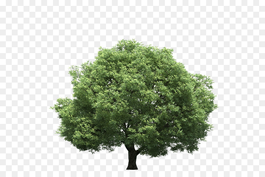 árbol，La Luz PNG