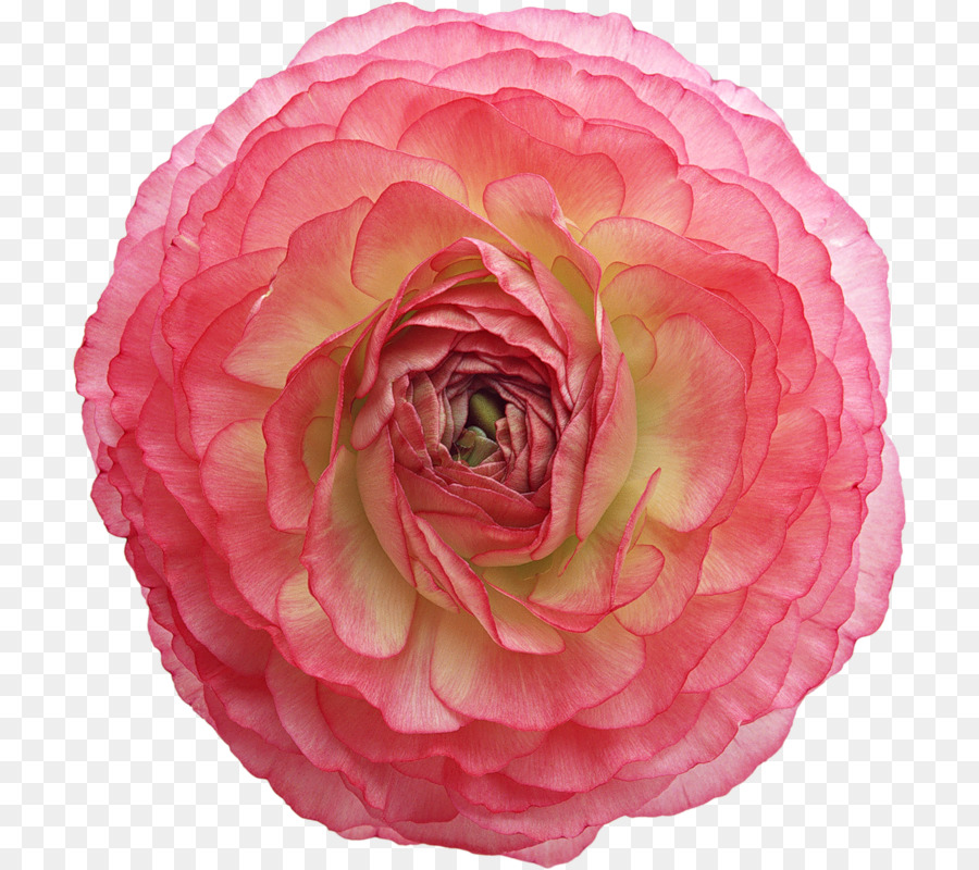 Rosa Rosa，Florecer PNG