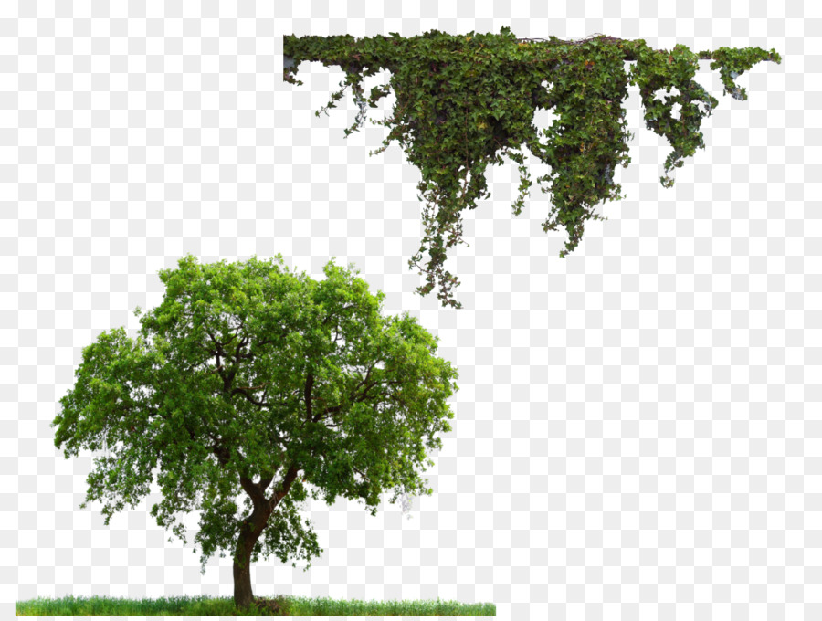 Árbol，Florecer PNG