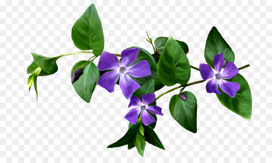 Flor，Adobe Flash PNG