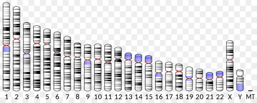 Cromosomas，Genética PNG