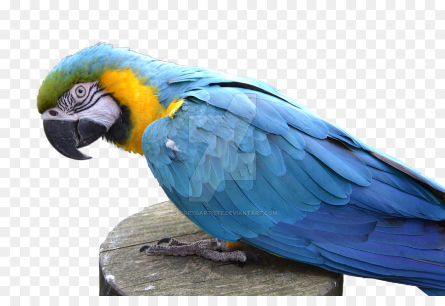 Guacamayo，Parrot PNG