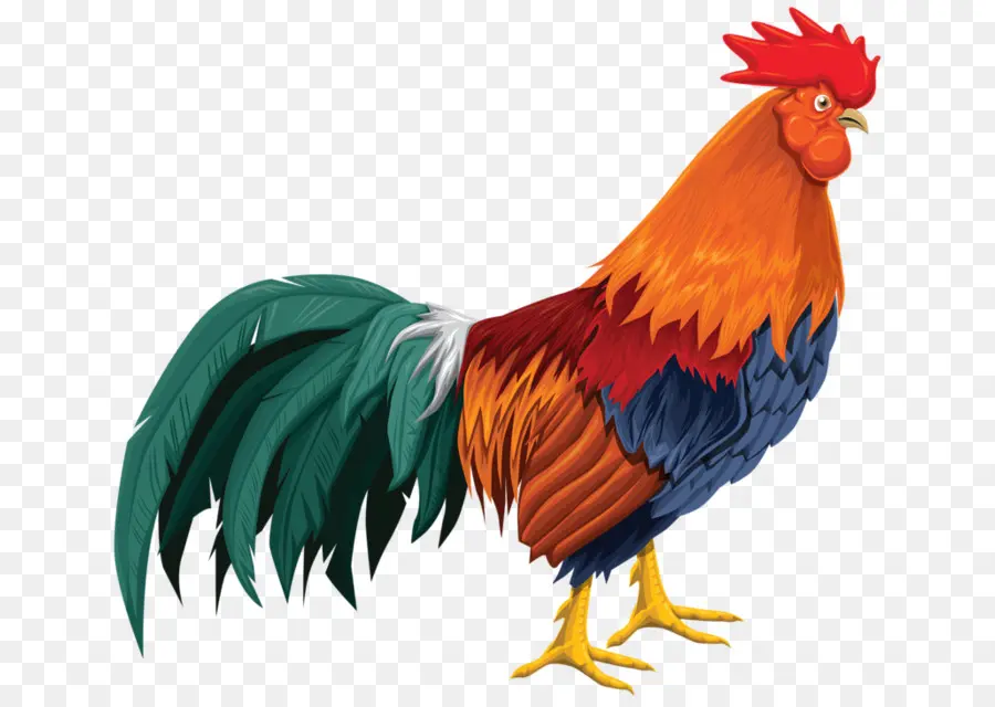 Gallo，Pollo PNG