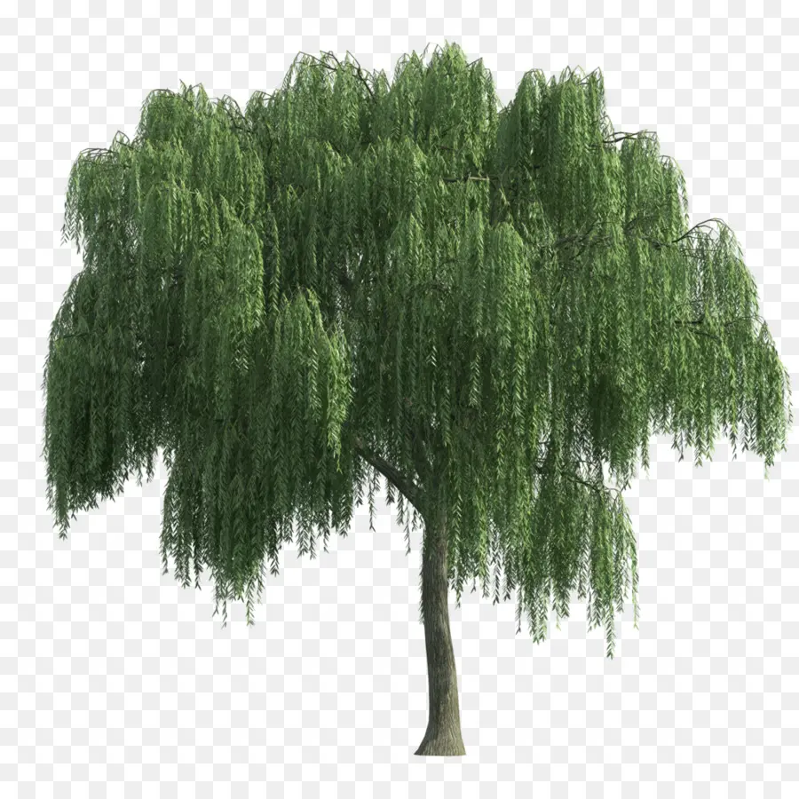 árbol Verde，Sauce PNG