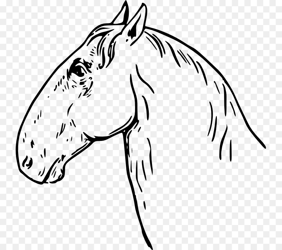 Cabeza De Caballo，Bosquejo PNG