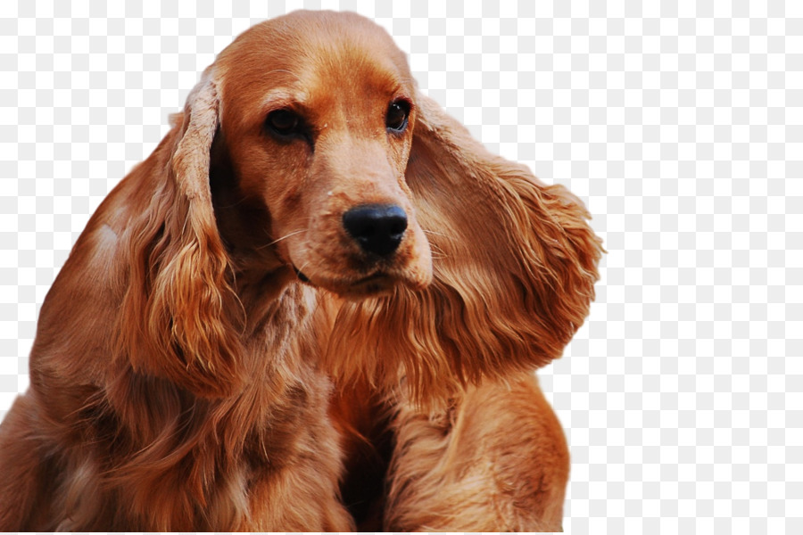 Pequeño Cachorro Marrón，Perro PNG