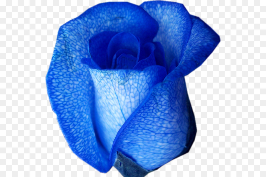 Rosa Azul，Rosa PNG