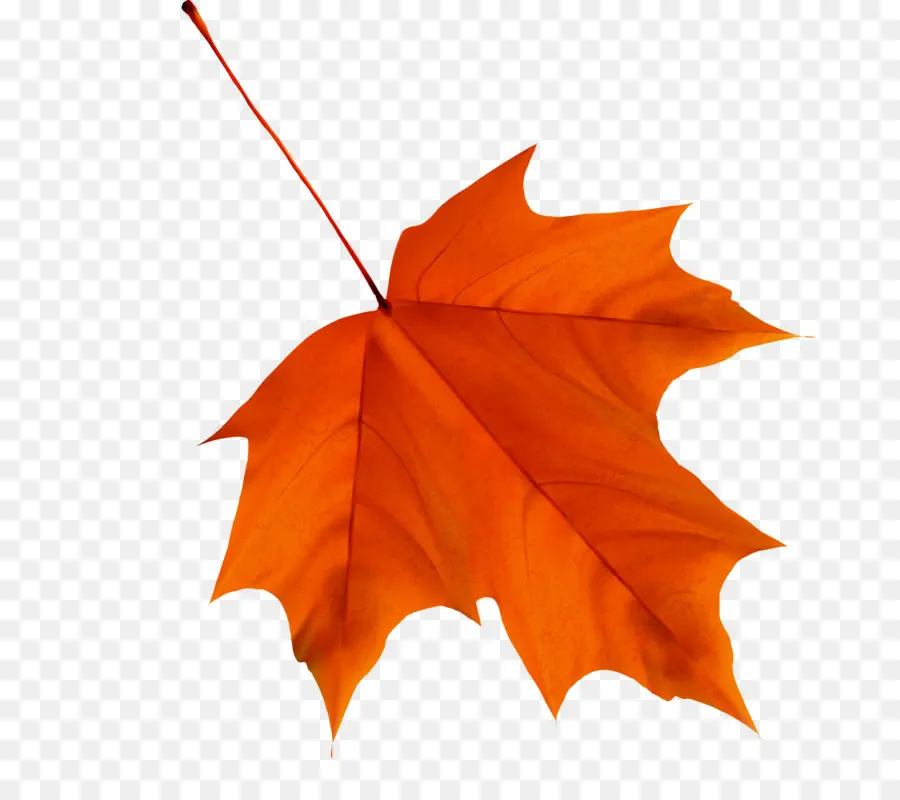 Hojas De Otoño，Caer PNG