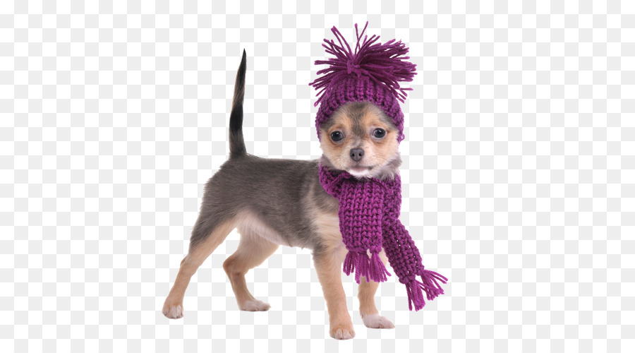 Perro En Ropa De Invierno，Mascota PNG