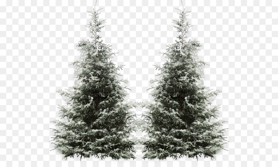 árbol，Fir PNG