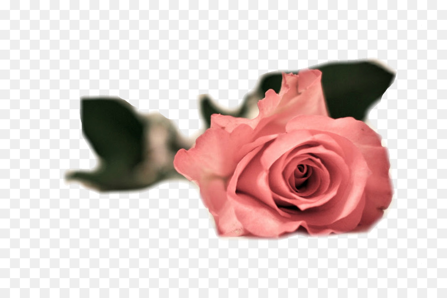 Rosa Roja，Florecer PNG