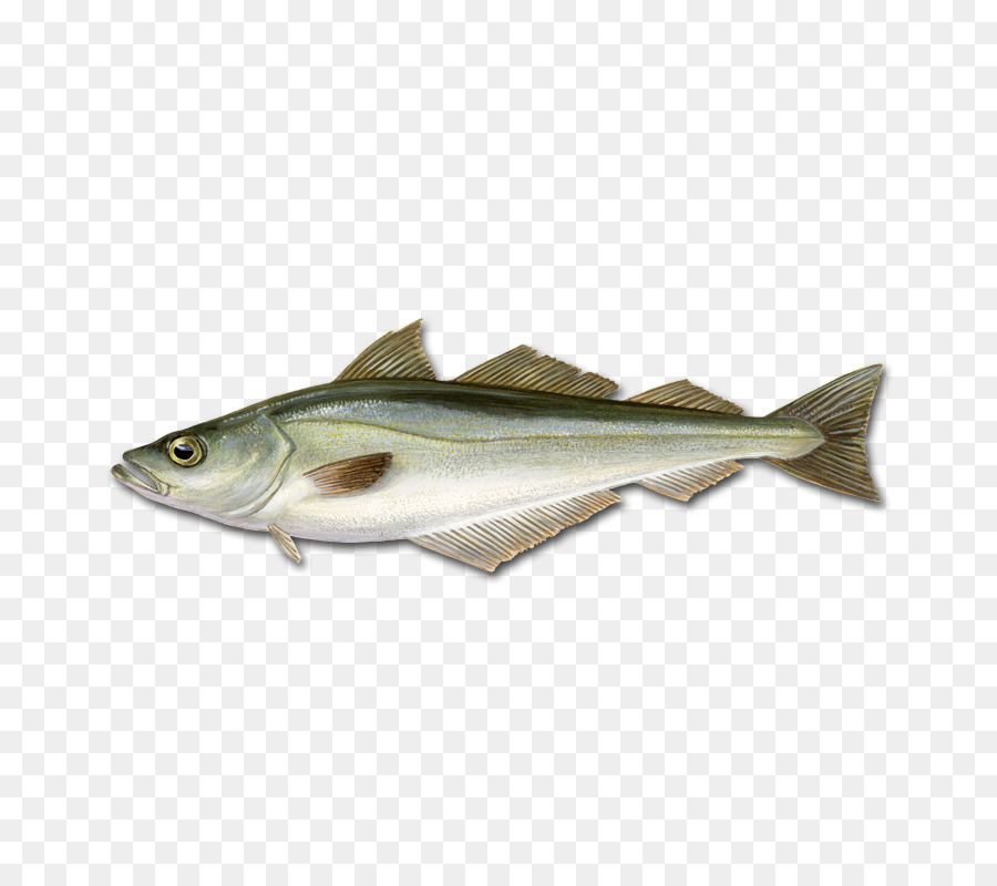 Bacalao，Pollock PNG