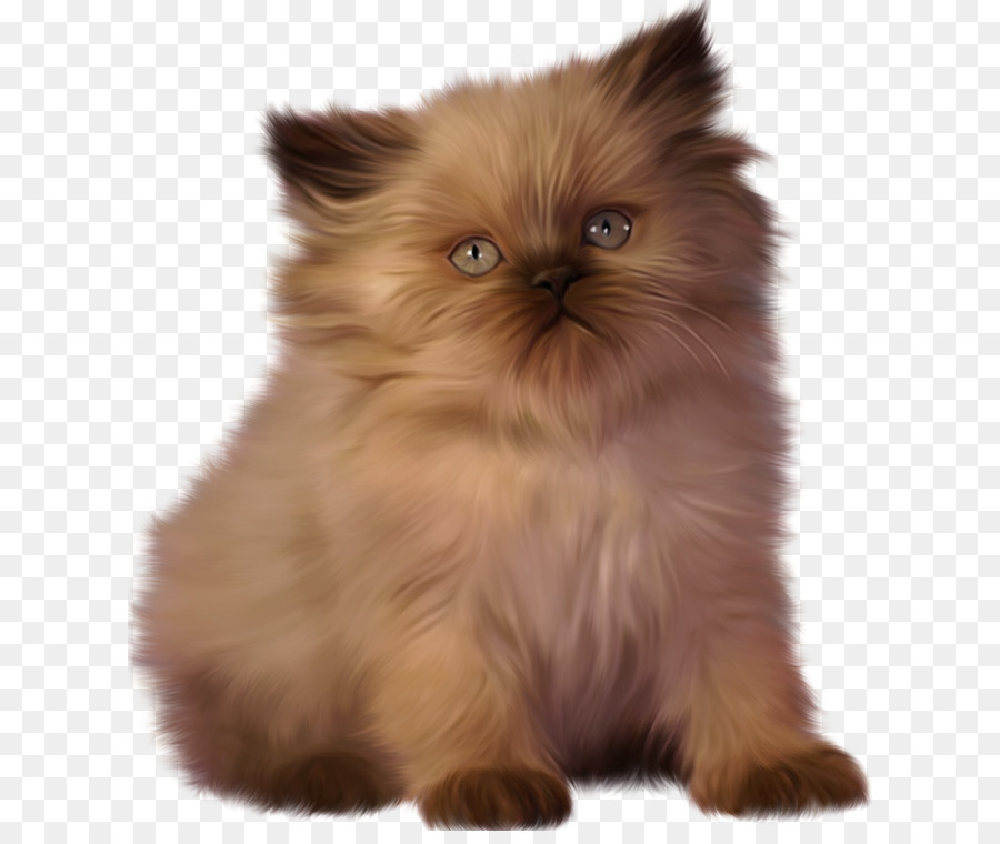 Gatito Blanco Y Negro，Gato PNG