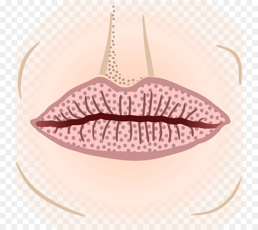 Labios，Boca PNG