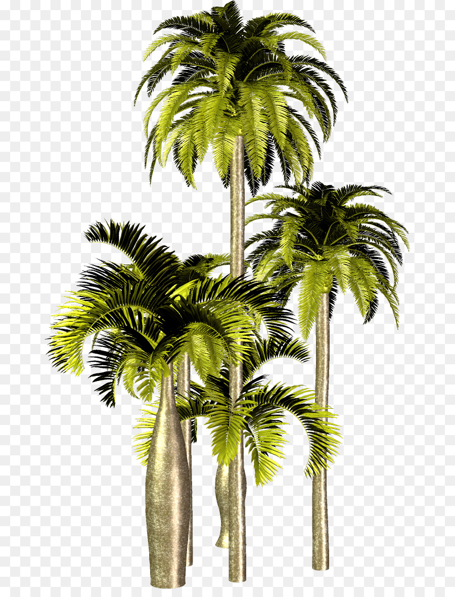 Palmeras，Tropical PNG