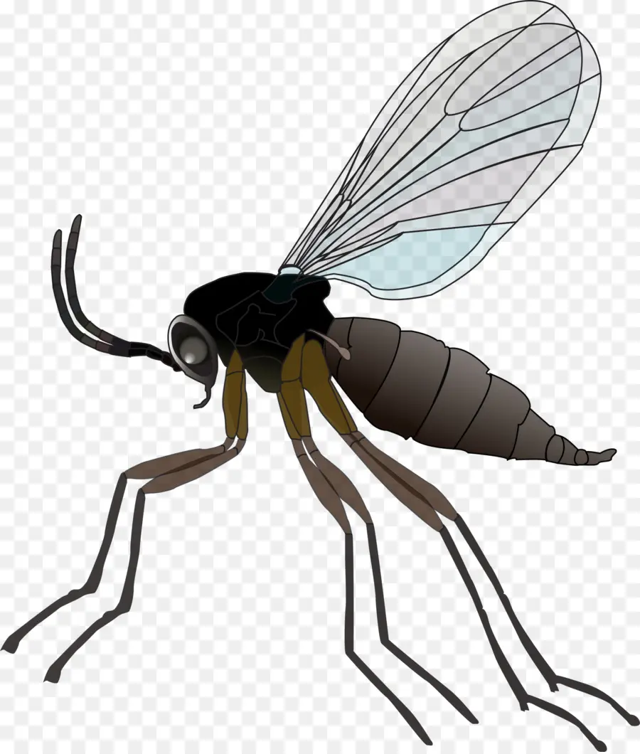Mosquito，Fungus PNG