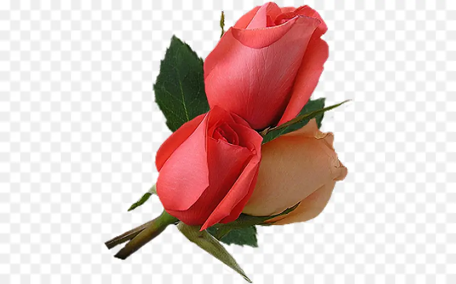 Rosas Rojas，Ramo PNG