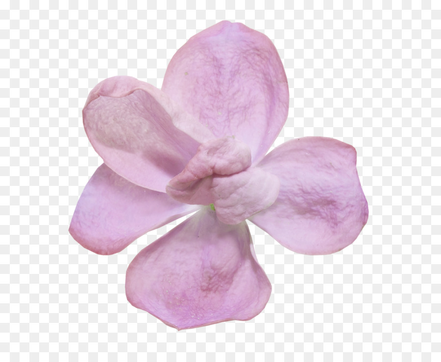 Flores Rosadas，Pétalos PNG