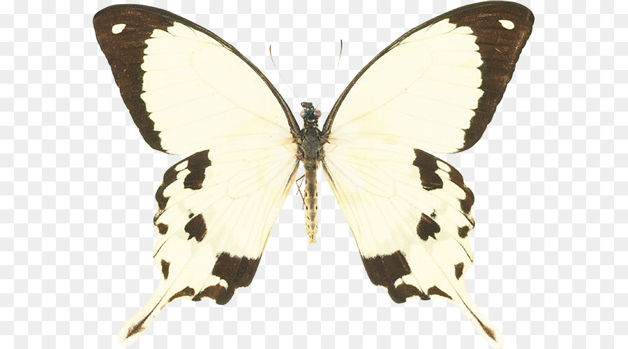 Mariposa，Mariposa De Swallowtail PNG