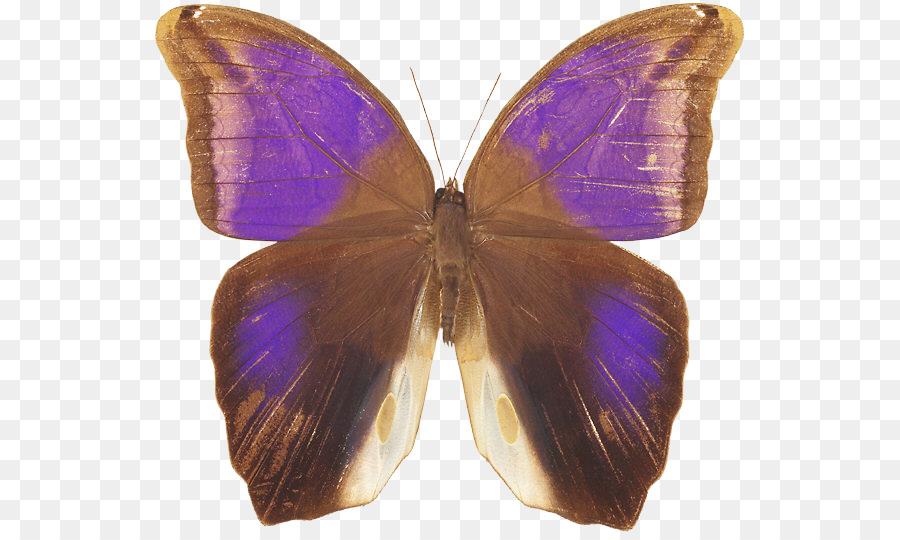 Mariposa Blanca，Alas PNG