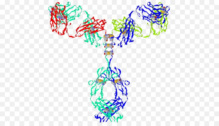 Estructura De La Proteína，Molécula PNG