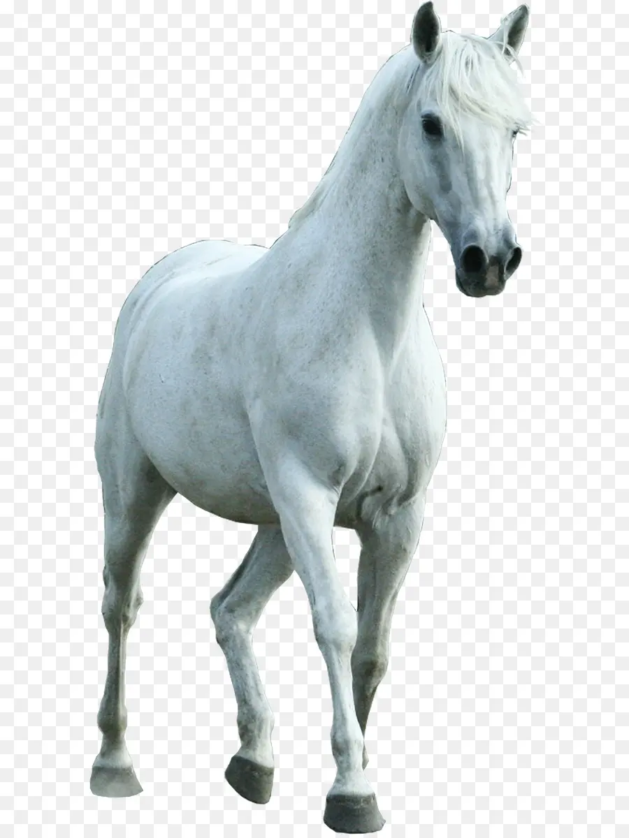 Caballo Blanco，Semental PNG