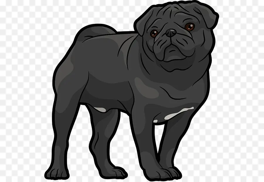 Pug，Cachorro PNG