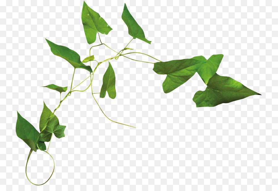 Hoja，árbol PNG