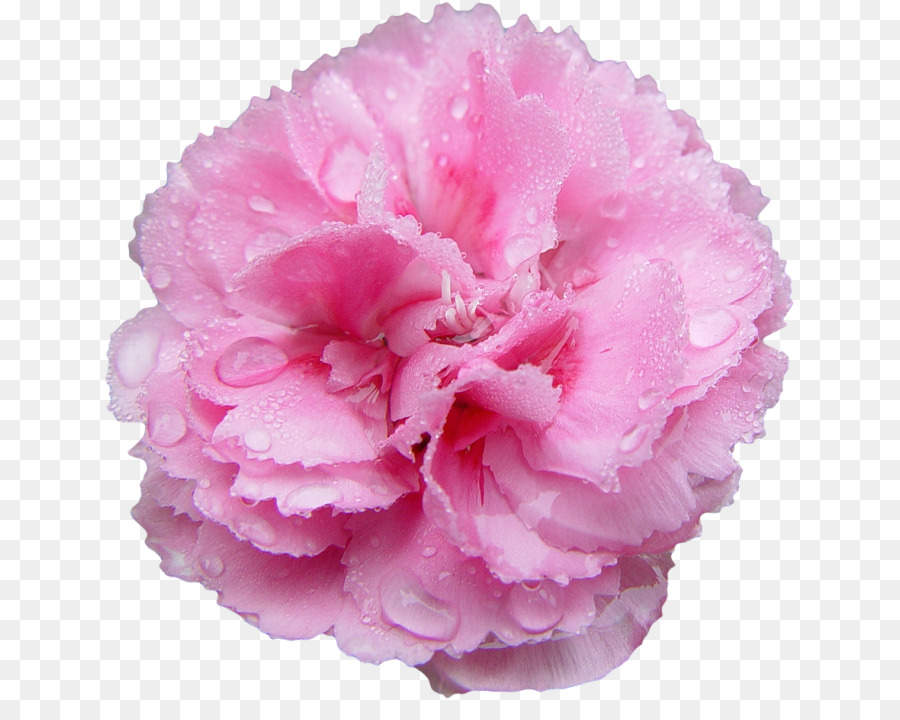 Flores De Color Rosa，Rosa PNG