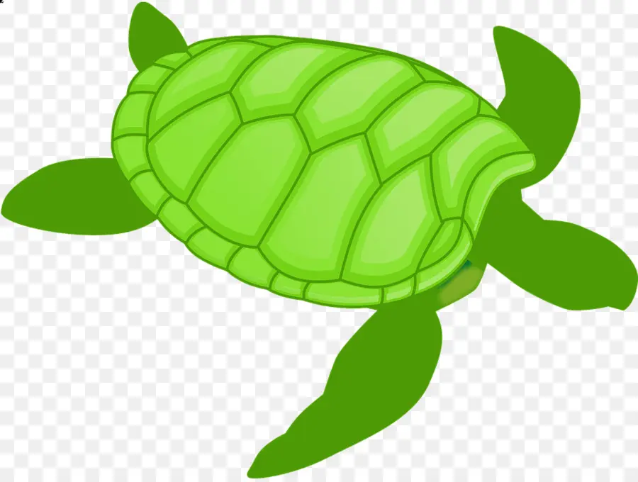 Tortuga，Tortuga Verde PNG