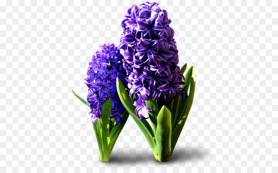 Hyacinthus Orientalis，Las Flores Cortadas PNG