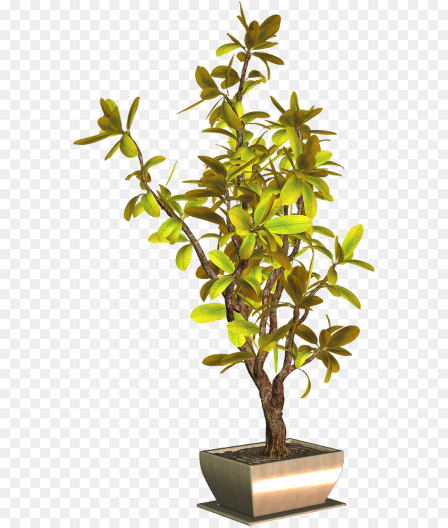 Planta En Maceta，Árbol PNG