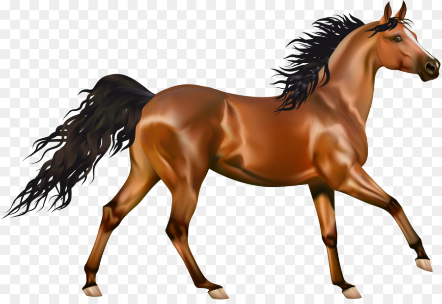 Caballo Marrón，Equino PNG