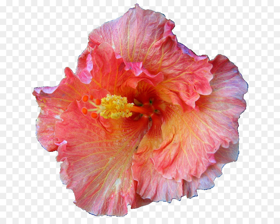 Flor，Roselle PNG