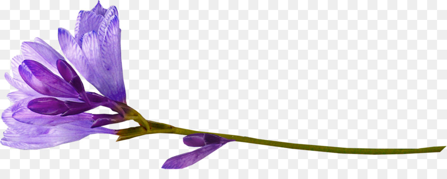 La Primavera，Texto PNG