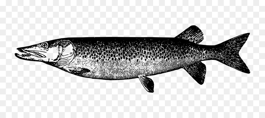 Muskellunge，Dibujo PNG