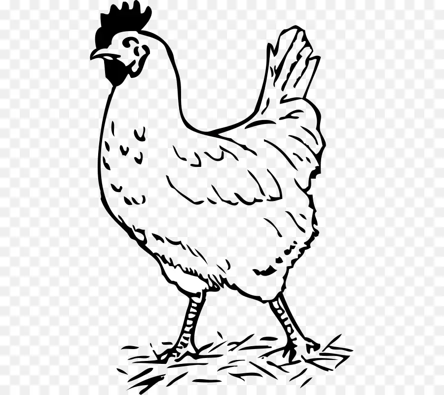 Pollo，Gallina PNG