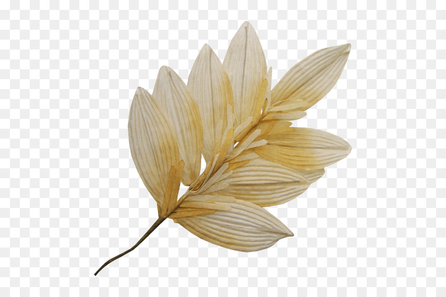 Pétalo，Flor PNG