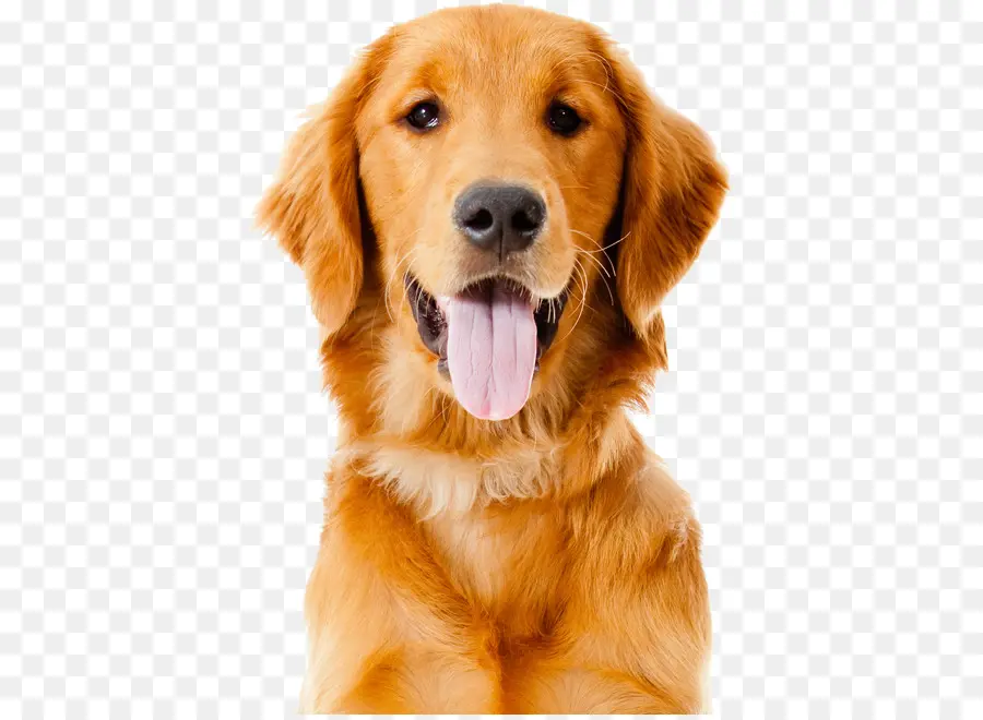 Golden Retriever，Labrador Retriever PNG