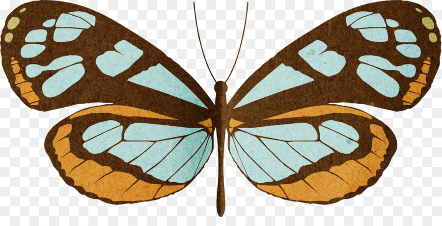 Mariposa，Insecto PNG